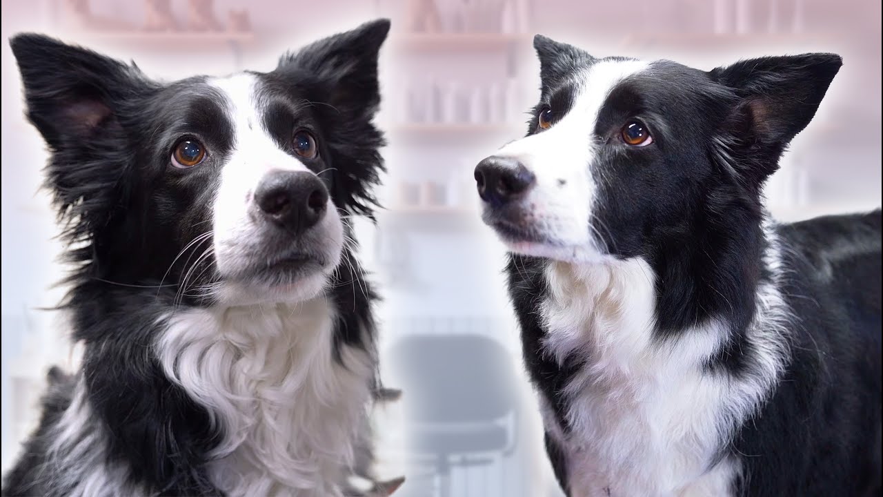 Border Collie Makeover – From Messy to Magnificent