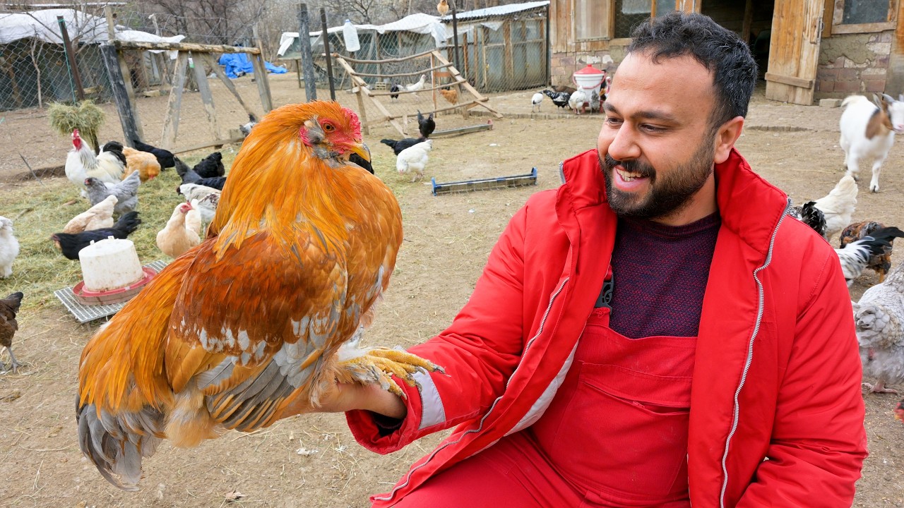 Cüce Horozları Yakaladım! 😅 | Yeni Patron Horoz Sürüye Katıldı 🐓 | Köyde Gezen Tavuk Yetiştiriciliği