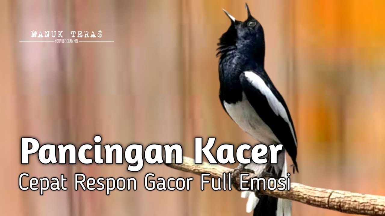 Pancingan Kacer Agar Emosi Langsung Buka Ekor 