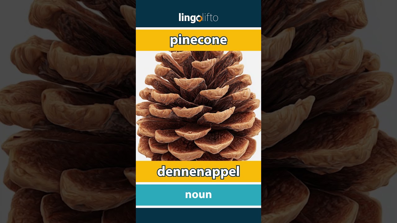 🇬🇧🇳🇱 pinecone - dennenappel : learn English : laten we Engels leren : vocabulary builder