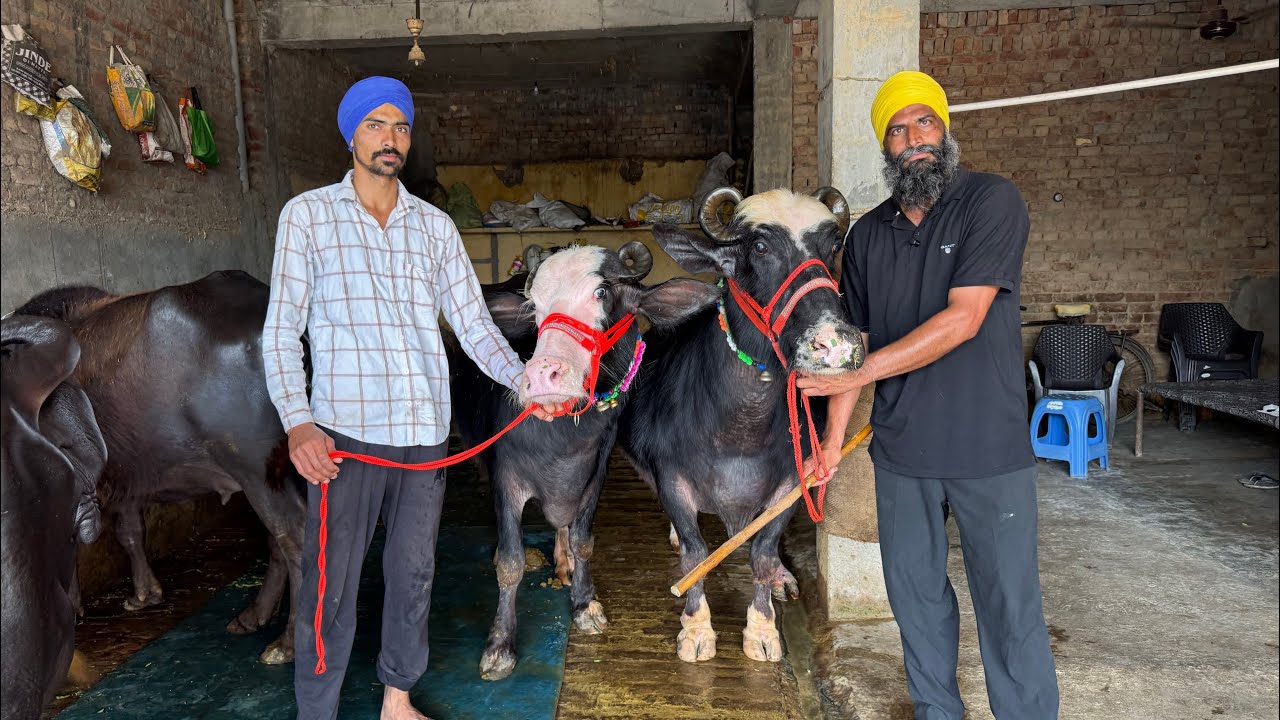 5 March 2026 ਫੋਨ 70082-42705 👈 8- ਝੋਟੀਆ ਵਿਕਾਊ ਬਾਹਲੀਆ ਜਬਰਦਸਤ ਦੀਆ ਬਲਜਿੰਦਰ ਸਿੰਘ ਜਾਤੇਕੋਟ ਵਾਲੇਆ ਕੋਲ 