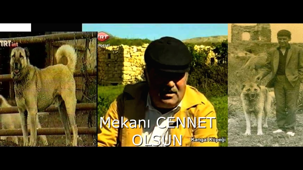 SİVASTA KİMSE KANGALI BİLMEZ ! ÇÜNKÜ MERAKLI DEĞİLLER ! KANGALIN İSİM BABASI TURHAN AĞA