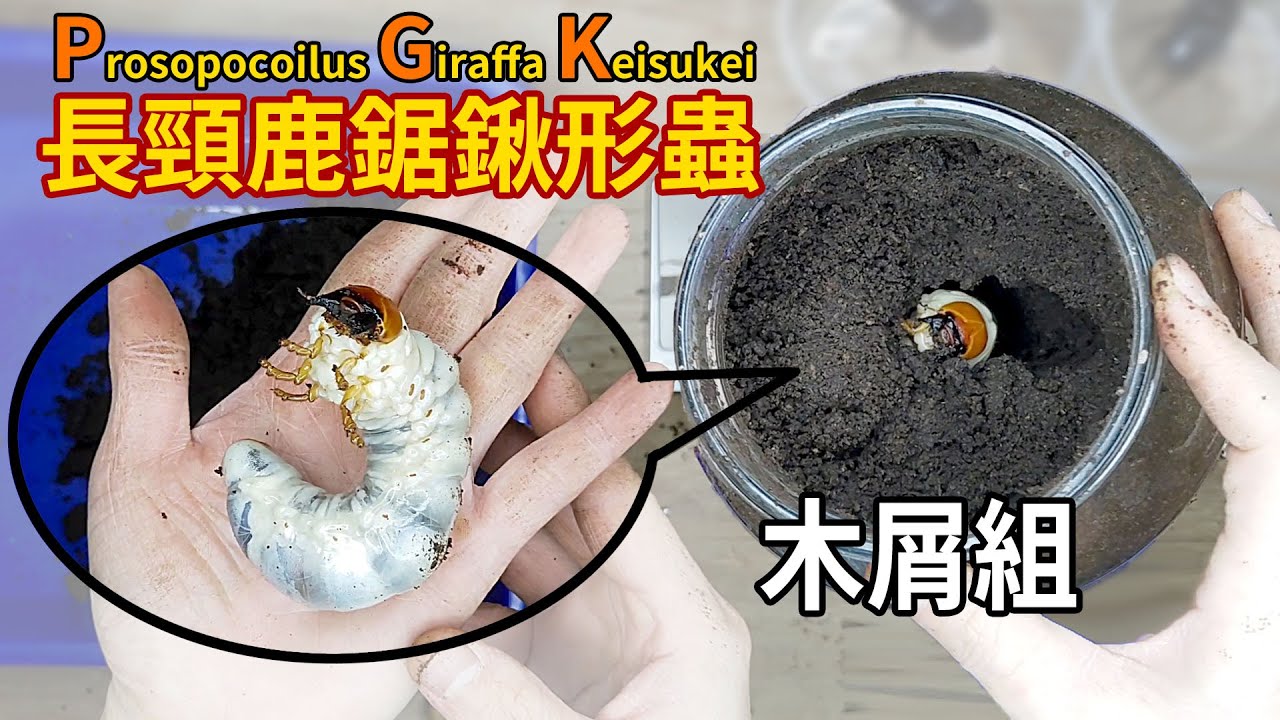 【山林蟲坊】長頸鹿鋸鍬木屑組幼蟲換木屑記 | Prosopocoilus giraffe keisukei: Changing Mat for The Larvae of Sawdust Group