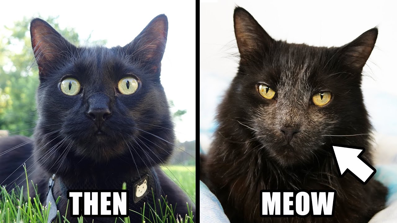 Why is My Black Cat Turning White?!