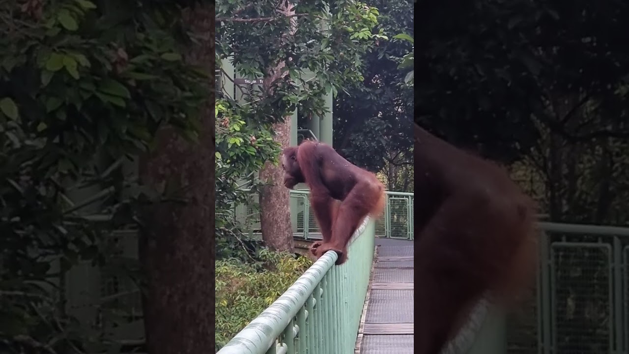 A young orangutan crossing over to the canopy walk