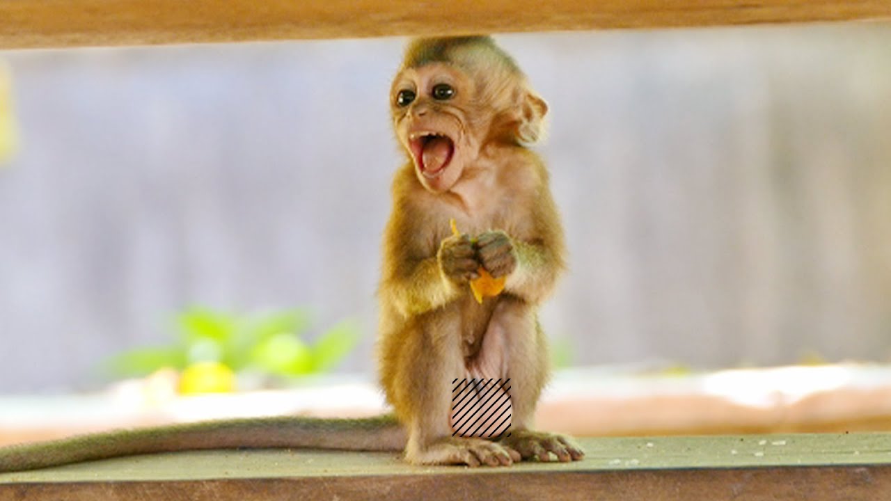 Remarkable Noticing...Mom Emila Monkey Trying To Weaning  Little Cute Although It Too Early For Emma