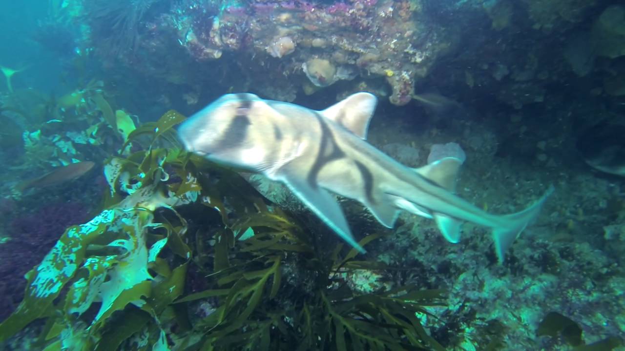 Port Jackson sharks
