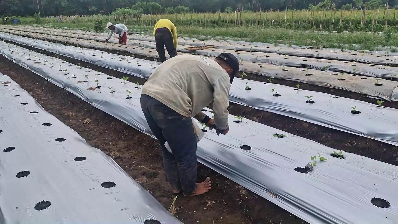 FROM CHILI SEEDLINGS TO ROWS: A FARMER'S TRICK FOR GROWING CHILIES WITHOUT TOOLS! - Agriculture