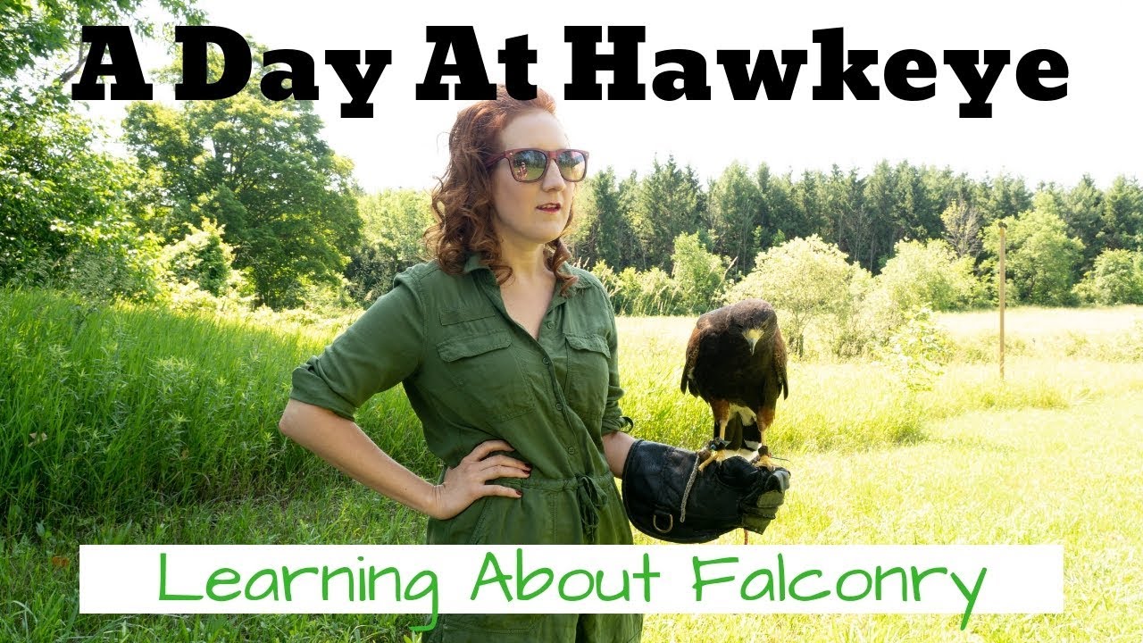 A Day at Hawkeye | Hawk lands ON ME, Falconry Experience, Birds of Prey and More!