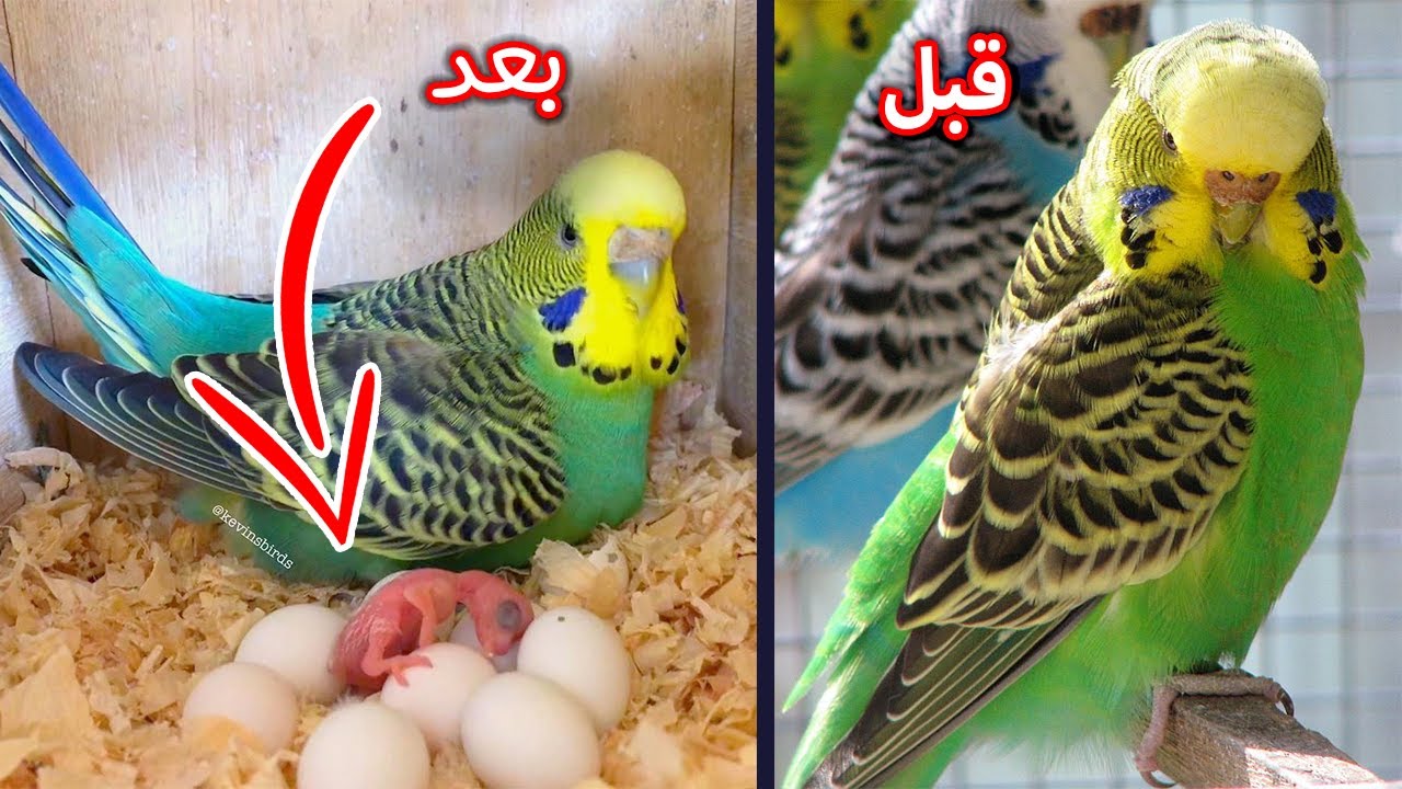 اخيراا طريقة تخلي عصافيرك تبيض في اقل من 15 يوم ( اعملها و هتدعيلي)
