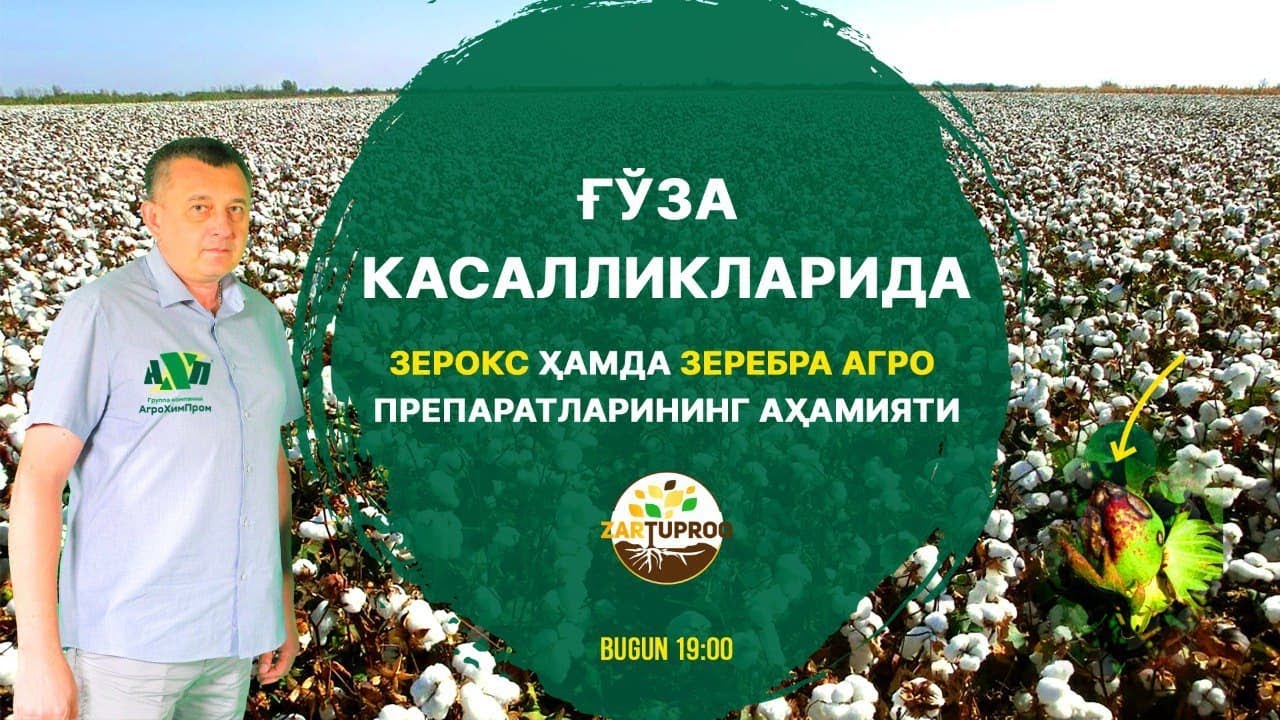 ZAR TUPROQ 2-мавсум 2-сон Ғўза касалликларида Зерокс ҳамда Зеребра агро препаратларининг аҳамияти