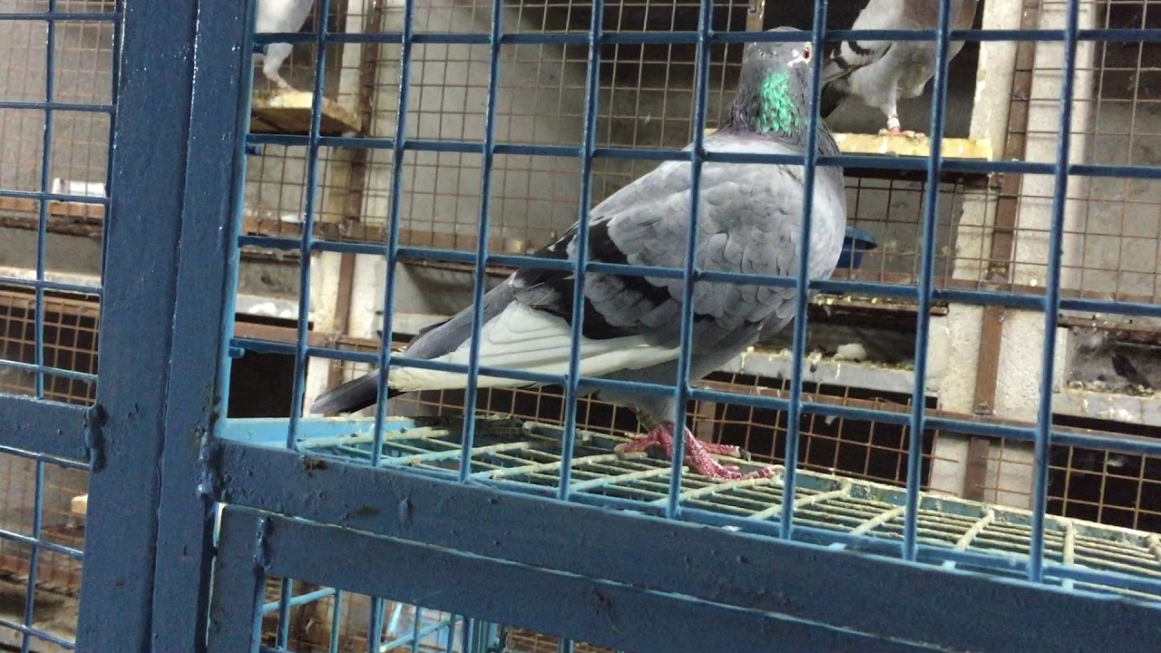 Frankloft - Chennai - Racing Homer Pigeon Breeding & Racing Loft - Year 2016