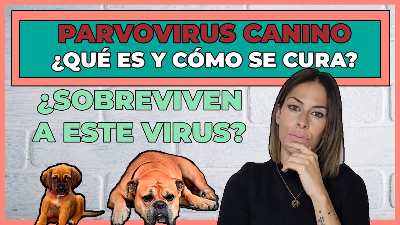 PARVOVIRUS EN CACHORROS ⚠ | QUÉ HACER y cómo CURARLO ✔