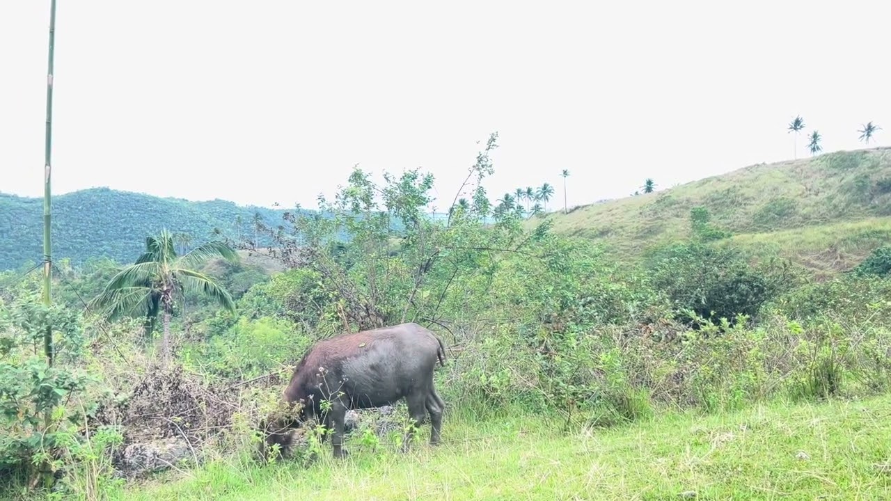 Carabao (eating grass)