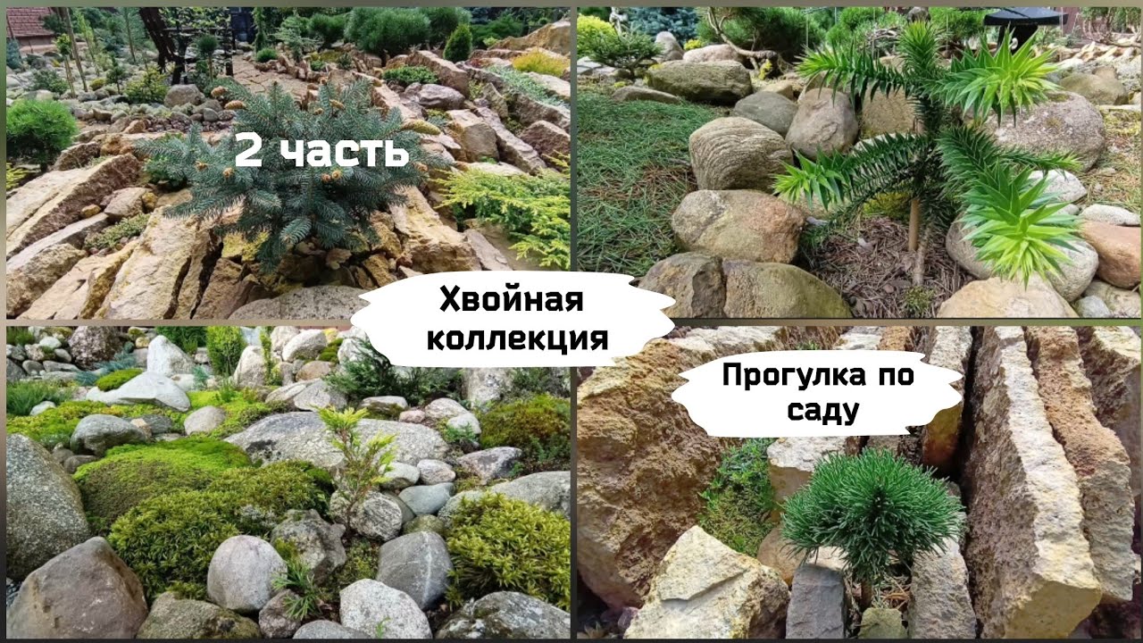 Хвойная коллекция. Прогулка по каменистому саду ( 2 часть ).