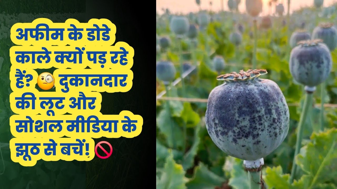क्या आपके भी अफीम के डोडे काले हो रहे हैं? 😱 कहीं आप भी गलत दवा तो नहीं डाल रहे?