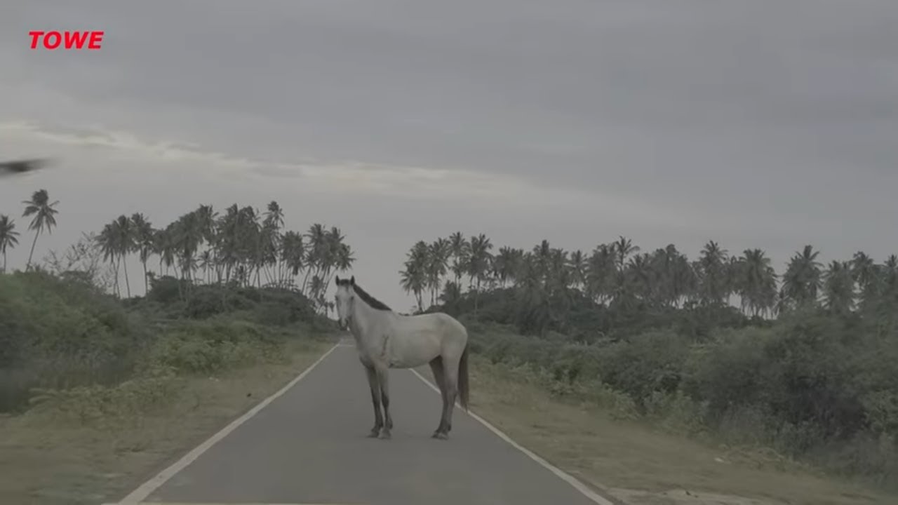 Early morning visit to the #61 -#63 beach. Berbice Guyana.