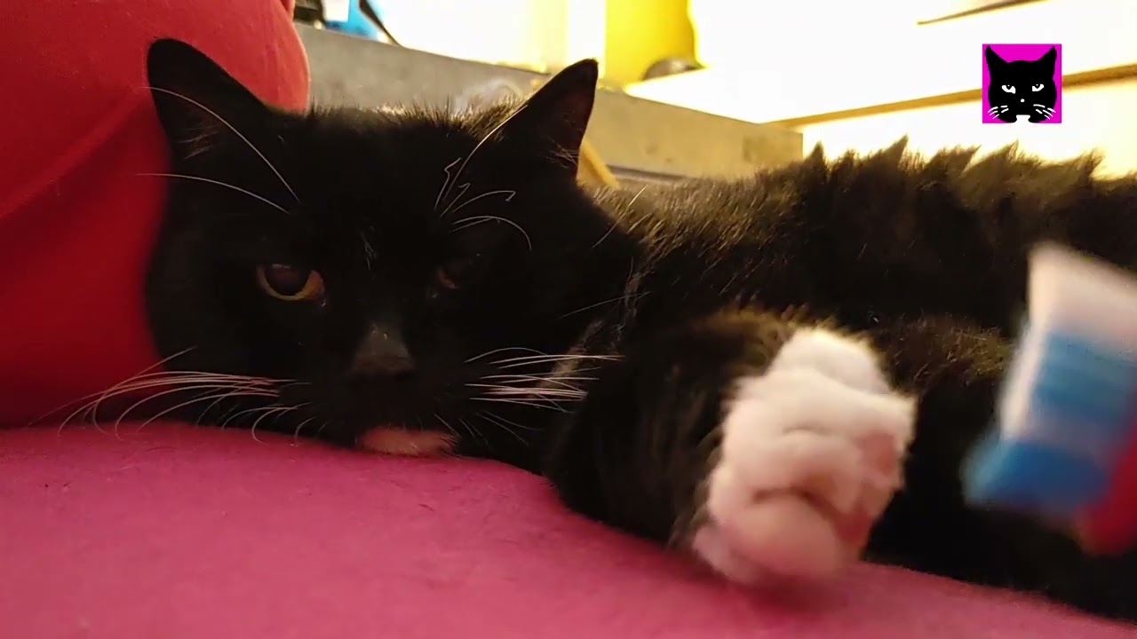 Luzis Katzenpfoten Massage mit Zahnbürste