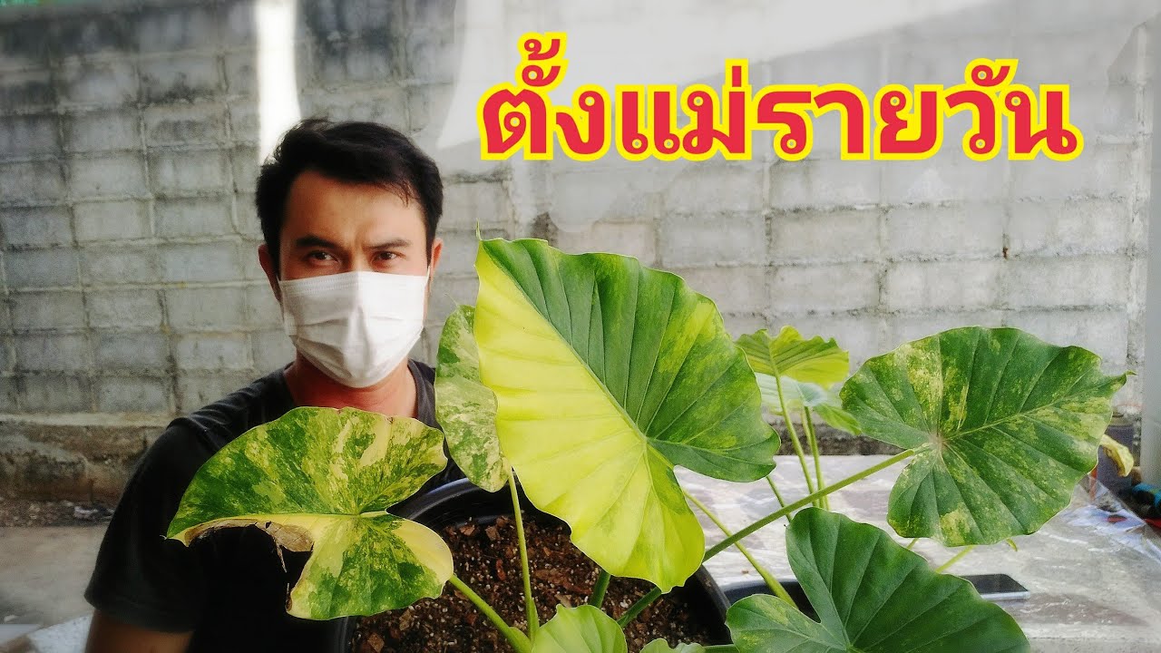 ตั้งแม่รายวัน หูช้างด่างเหลือง Alocasia Gageana Aurea Variegated ไข่หูช้างด่างเหลืองจะดกดินต้องร่วน