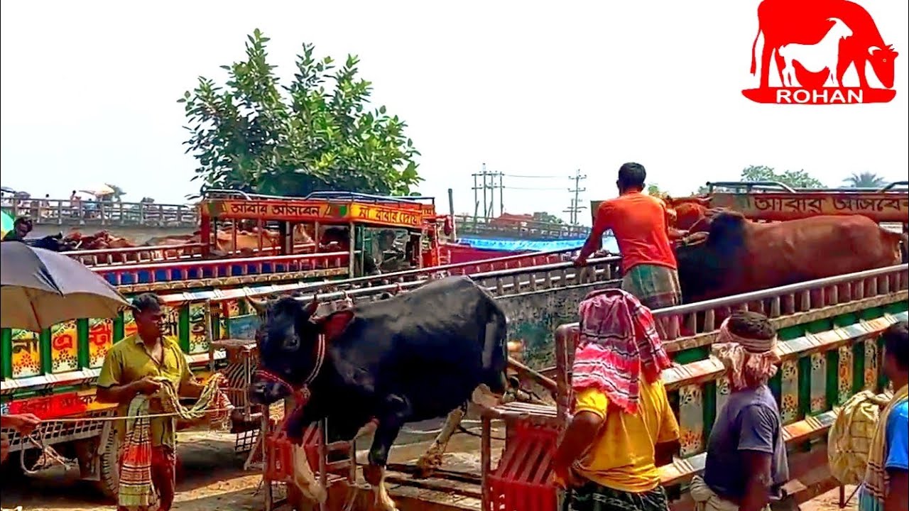 cow unloading, cow videos, cow video, big cow, goru hamba cow Ep - 293 @Rohanbd1