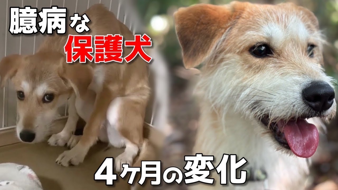 【保護犬】怖がりで震えていた野犬の子犬は、いま「vol 467 」