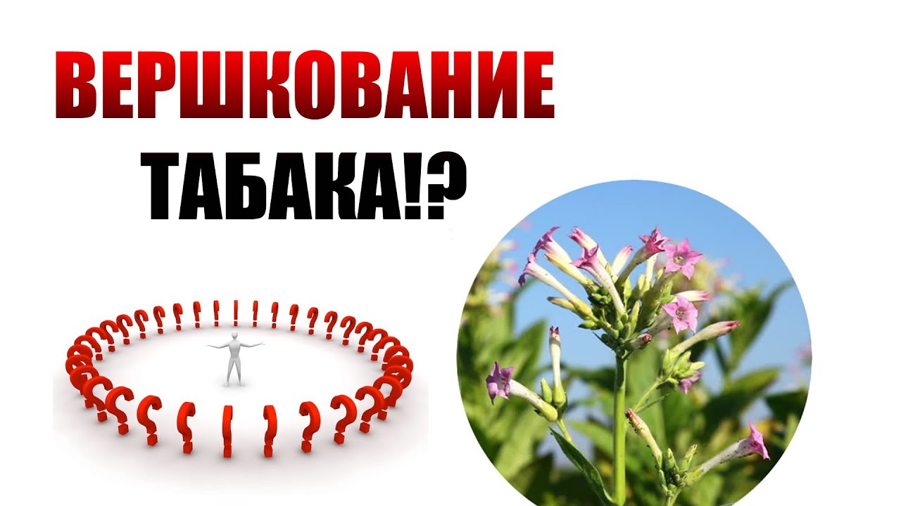 ВЕРШКОВАНИЕ ТАБАКА | СЕМЕНА ТАБАКА | ТАБАК