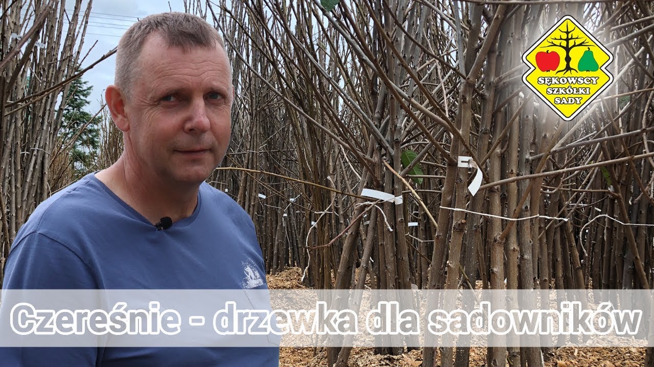 Czereśnie - drzewka dla sadowników // Sweet cherries - trees for fruit growers //