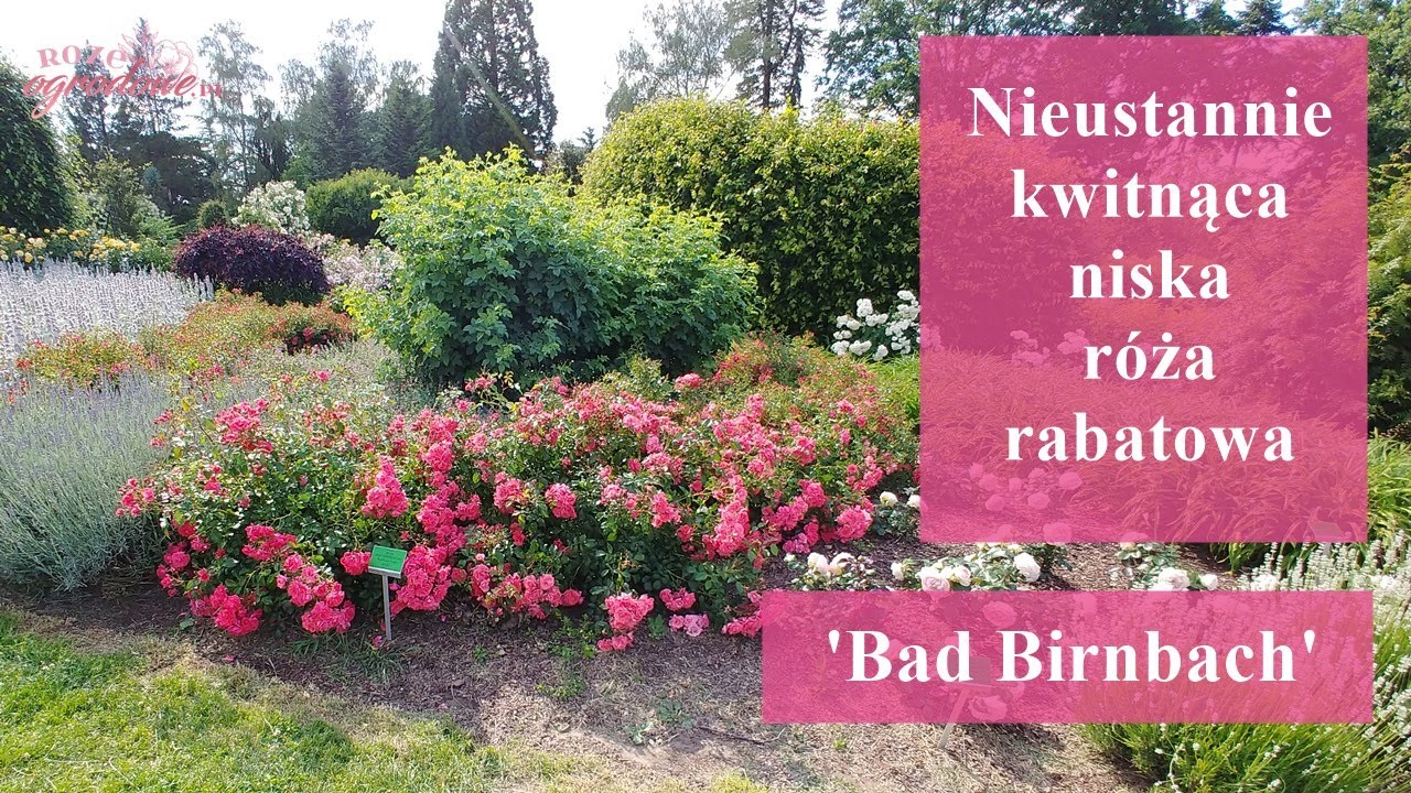 R&oacute;że 'Bad Birnbach' i 'Biedermeier' w Arboretum Wojsławice