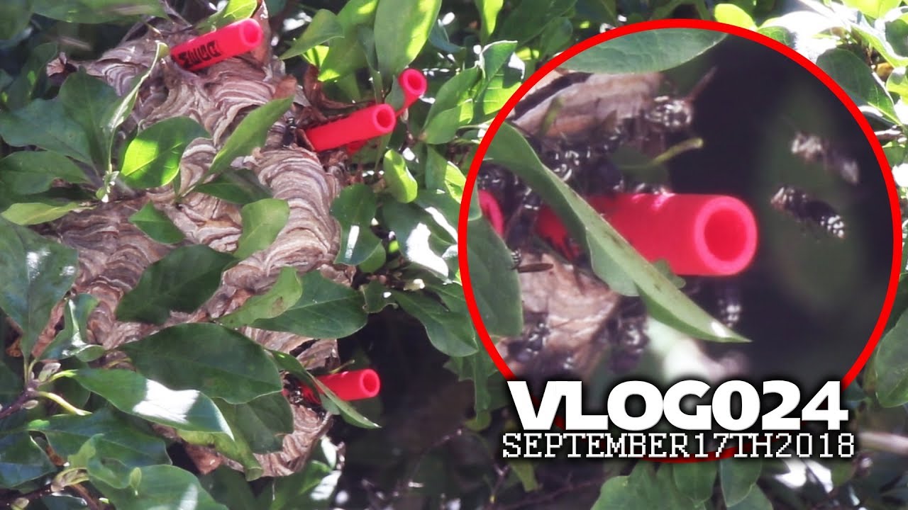 KILLING 1000 HORNETS WITH NERF GUNS!