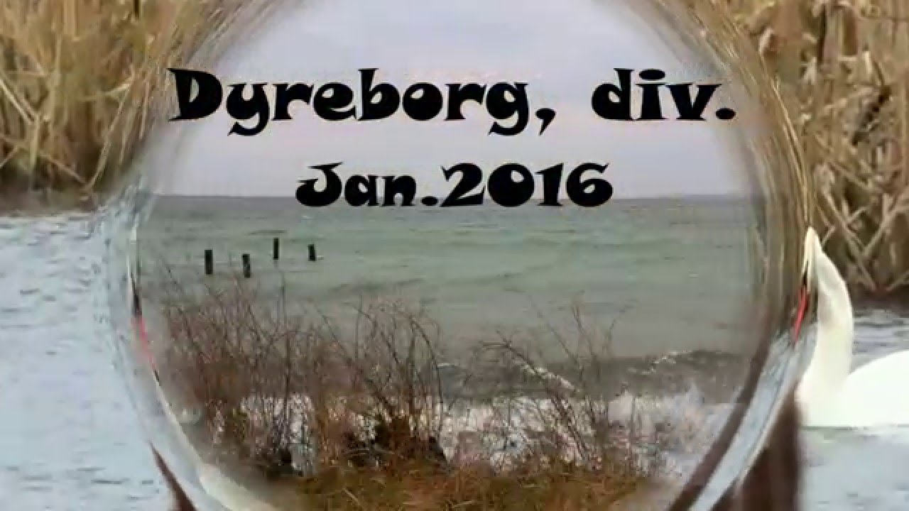 Dyreborg, div 2016. Ved Faaborg.. Af: Peer Andersen.