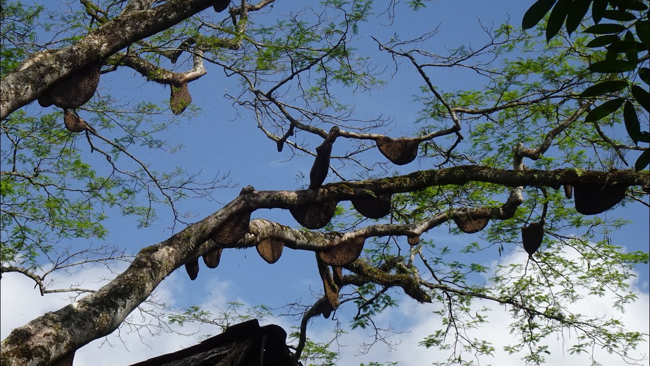 Panen raya tembus 100kg - Madunya melimpah ruah #apisdorsata
