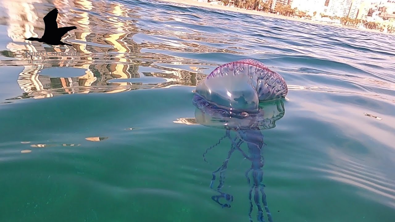 Bella y Peligrosa. Carabela Portuguesa