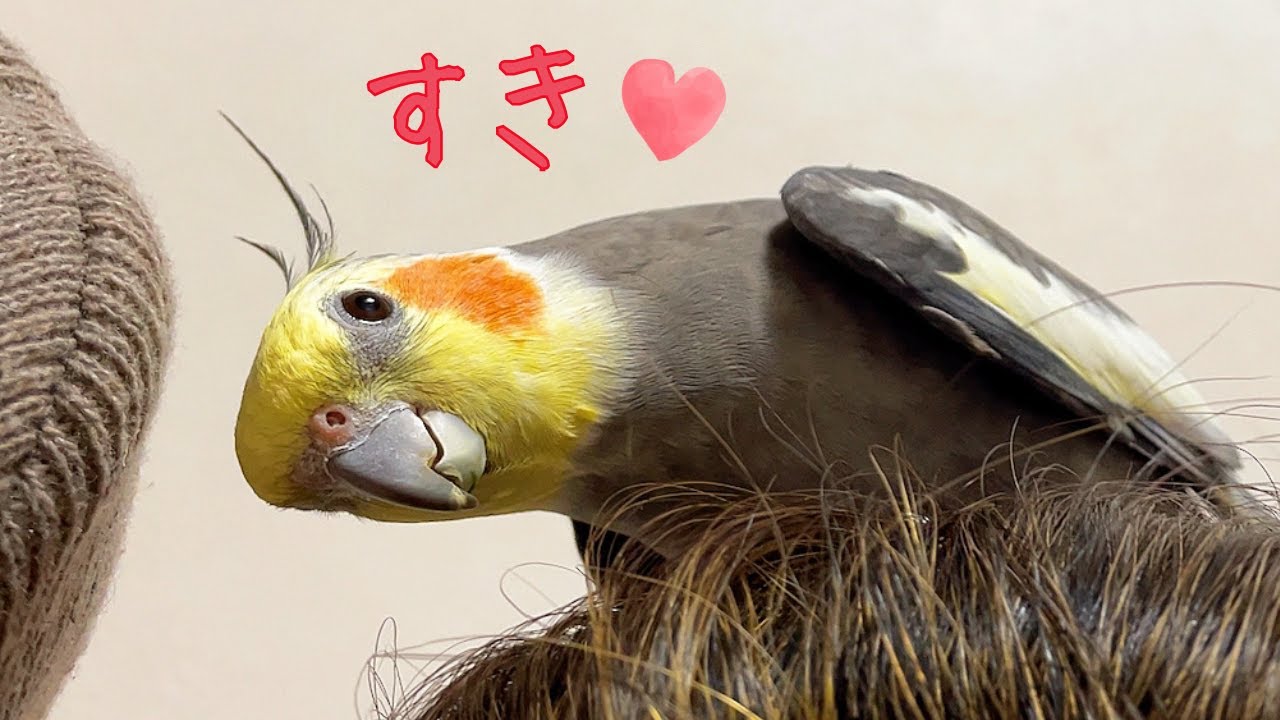 19歳オカメインコ、恋のお相手は…?!  19yo Cockatiel in love with a Beanie