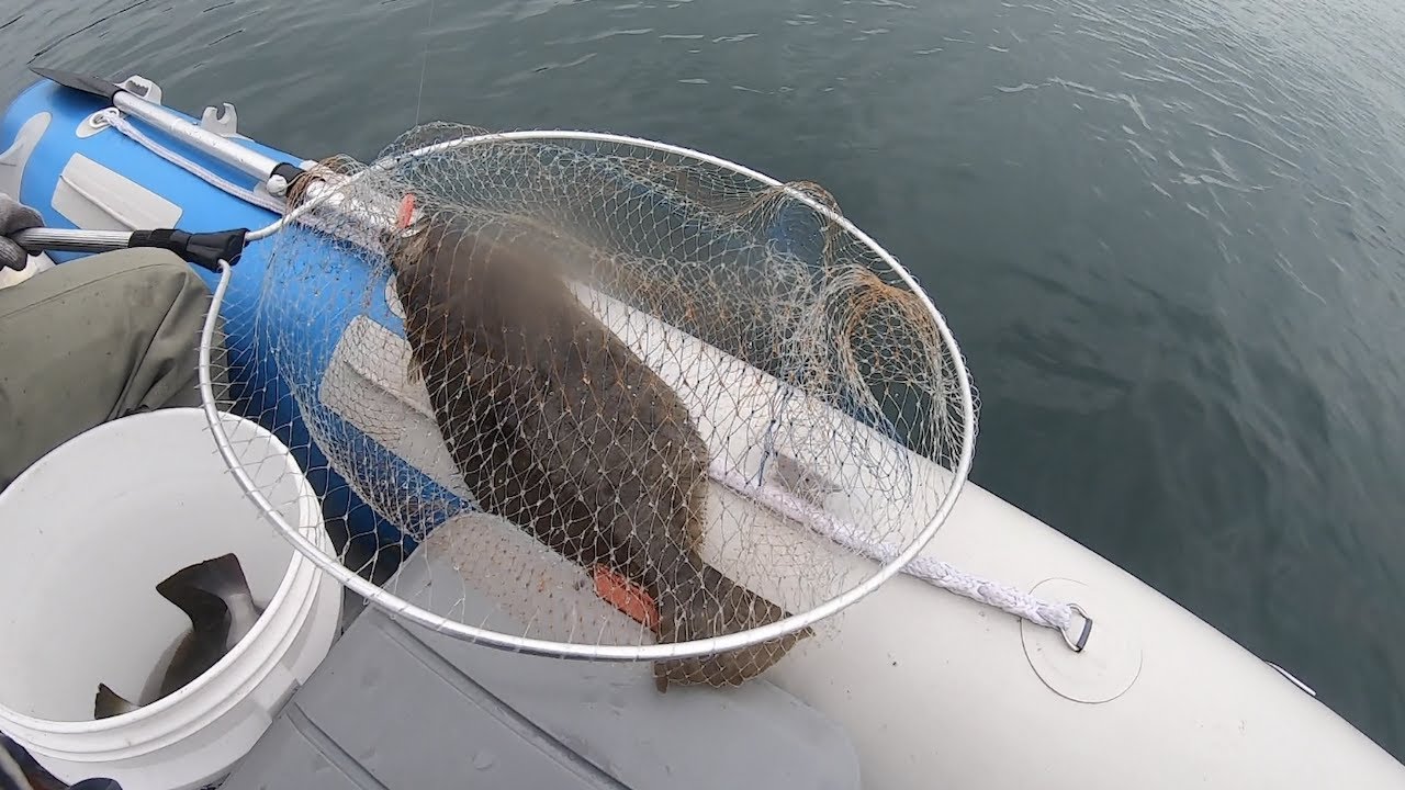 ５万円中古2馬力ゴムボートでヒラメ釣り大漁です！積丹ヒラメ釣り。