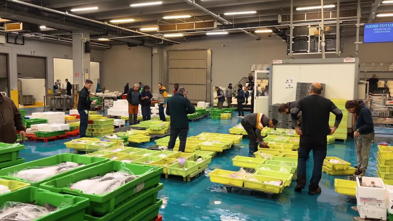 Visita a la lonja de pescado -  (Pasaia)