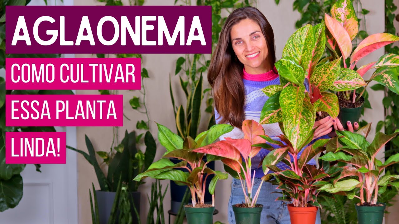 AGLAONEMA: FOLHAGEM COLORIDA para DENTRO de CASA