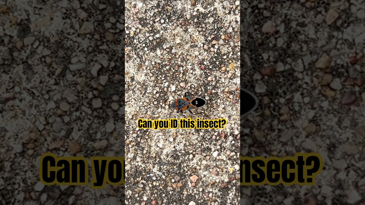 Can you ID this insect #12 #nature #bug #wildlife #outdoors #forest #education