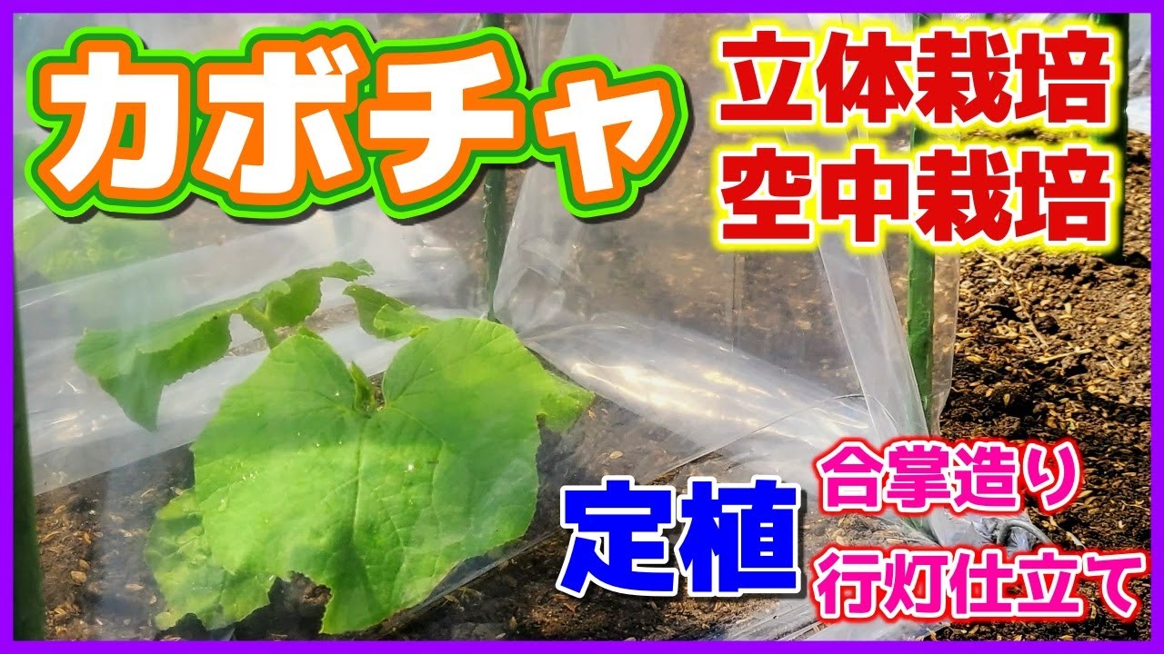 カボチャの立体栽培（空中栽培）便利なゴムスビー使って合掌造り・定植・行灯仕立て　ロロン　マロ夫とマロの楽しい家庭菜園／貸し農園