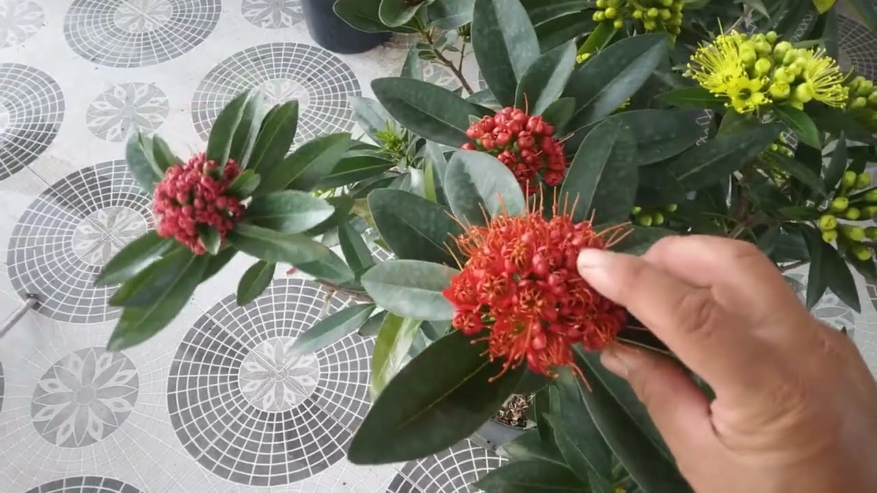 19/1_2025-LH☎️-Zalo-0703451814 Báo giá hoa mai thái tết 