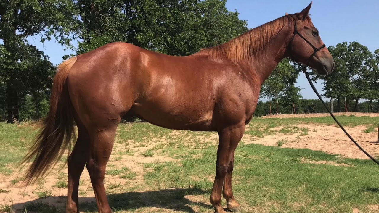 Hank - Great Rope & All-Around Horse