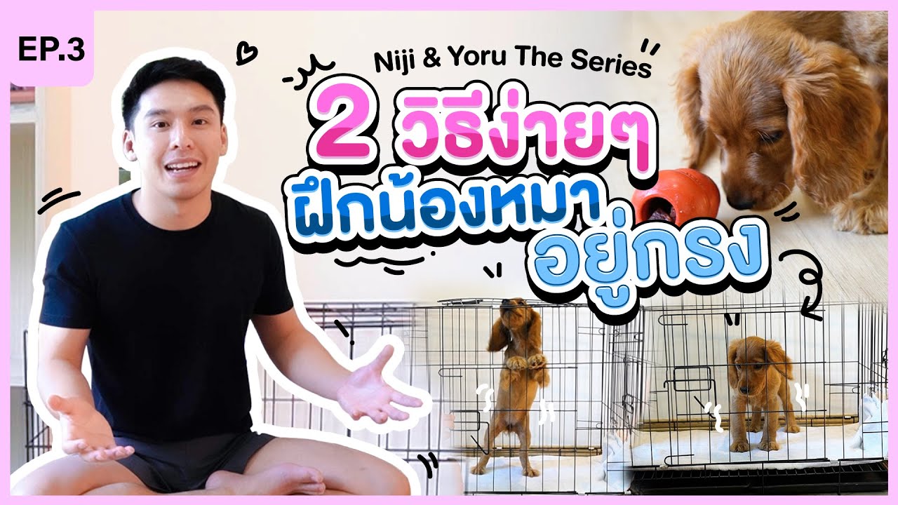 2 วิธีง่ายๆ ฝึกให้น้องหมาชอบอยู่ในกรง Niji Yoru The Series EP.3 I
