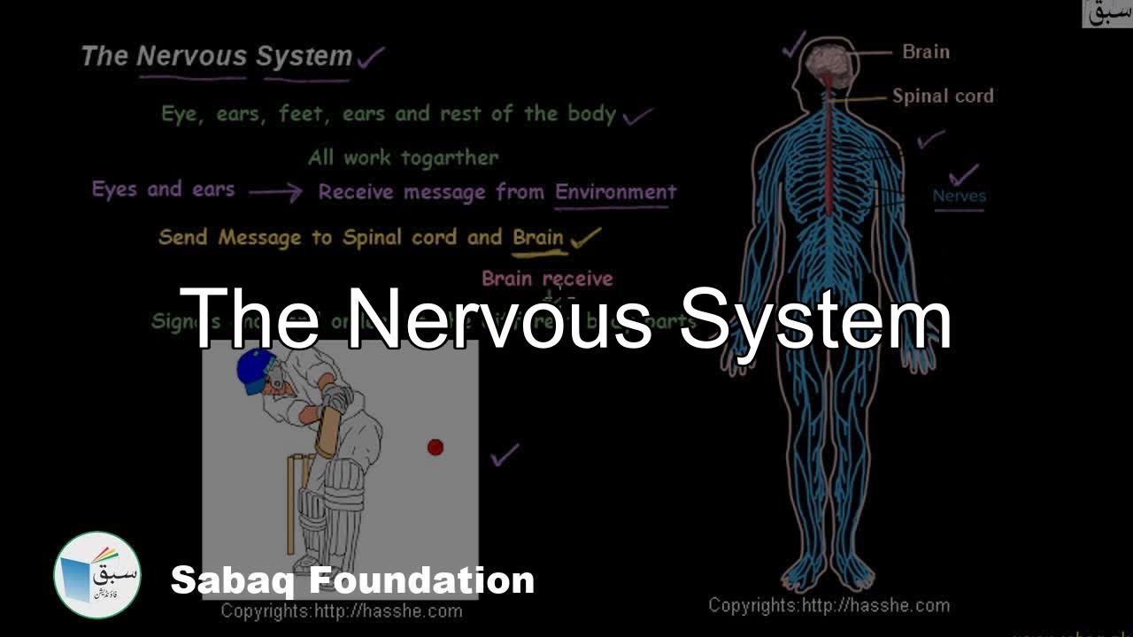 The Nervous System, General Science Lecture | Sabaq.pk