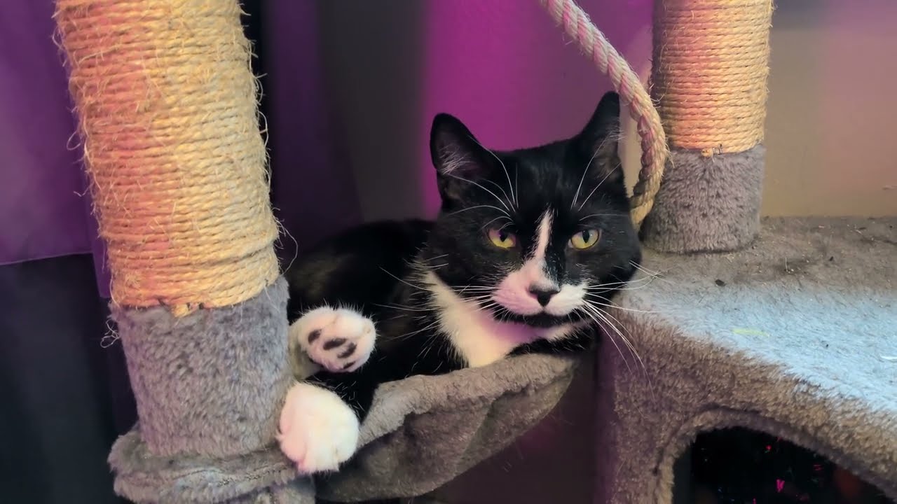 ᓚᘏᗢ Snoozy Kitty on His Cat Tower | Cute Tuxedo Cat Short