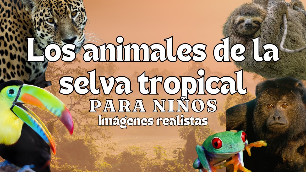 Los Animales de la Selva Tropical - Videos Educativos - Montessori Momers
