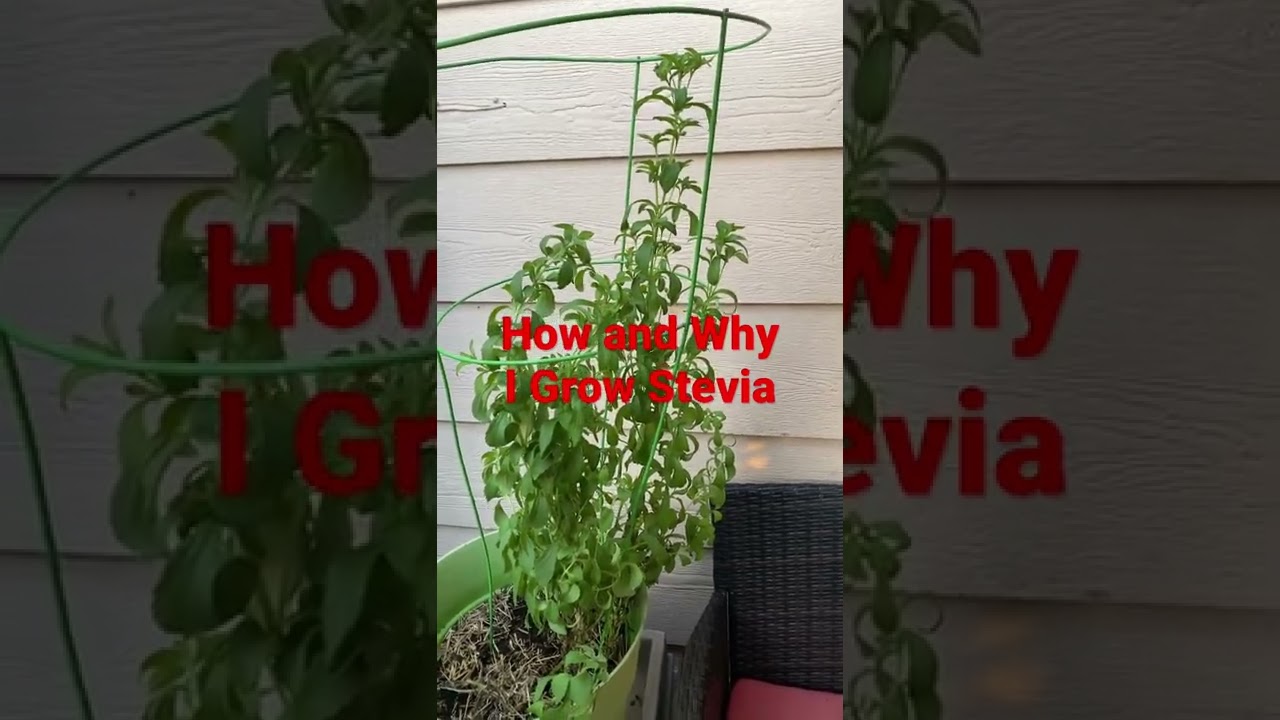 How and Why I Grow Stevia