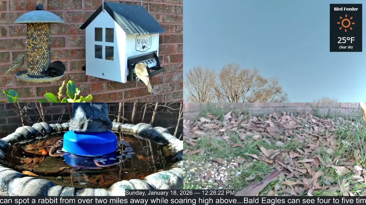 LIVE Bird Feeder Cam | Flock Around the Clock 🐦 | 1/18/2026