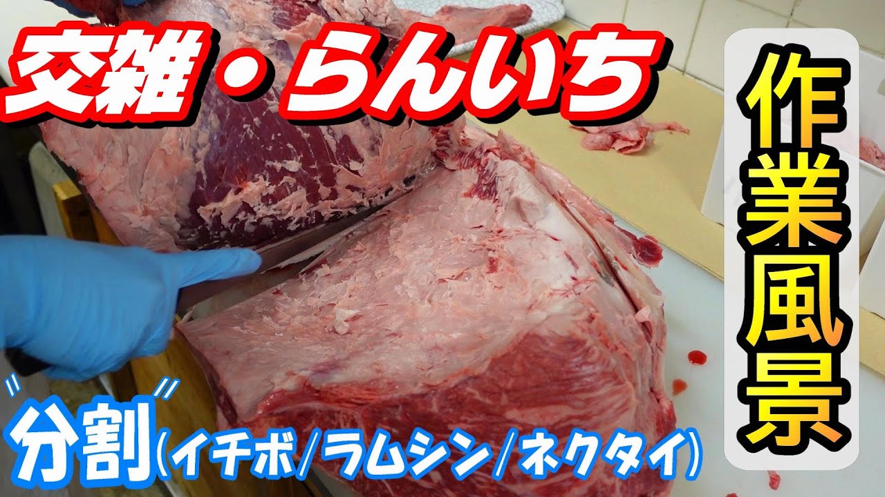 【作業風景】交雑種・ランイチ分割(いちぼ、ネクタイ、らむしん)