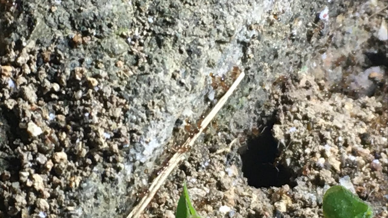 Ant nests at night