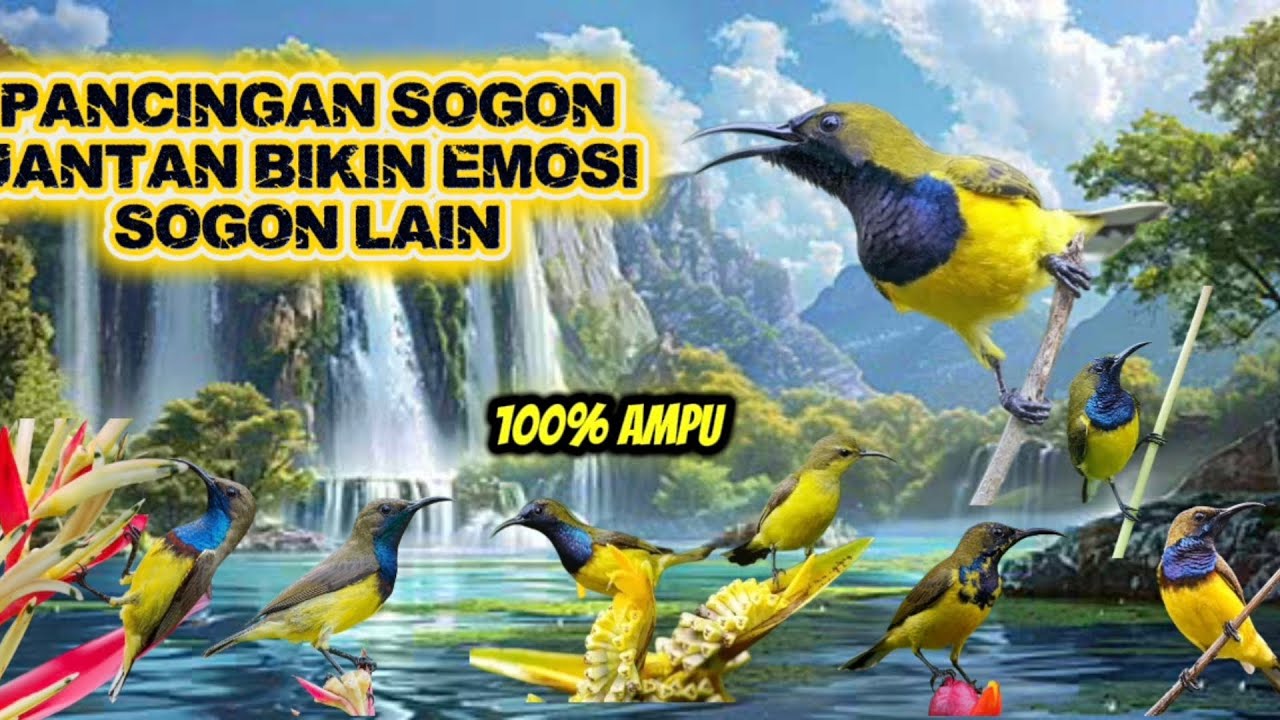 PANCINGAN SOGON JANTAN BIKIN EMOSI SOGON LAIN 💯%AMPUH