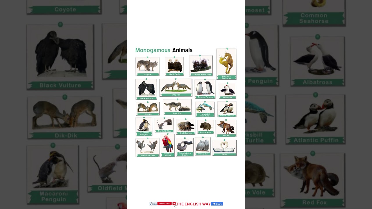 Monogamous Animals names #shorts #viral #animals